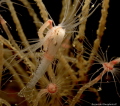   Title Hydroid its pray Name species Tubularia indivisa. feeding fish. indivisa fish  